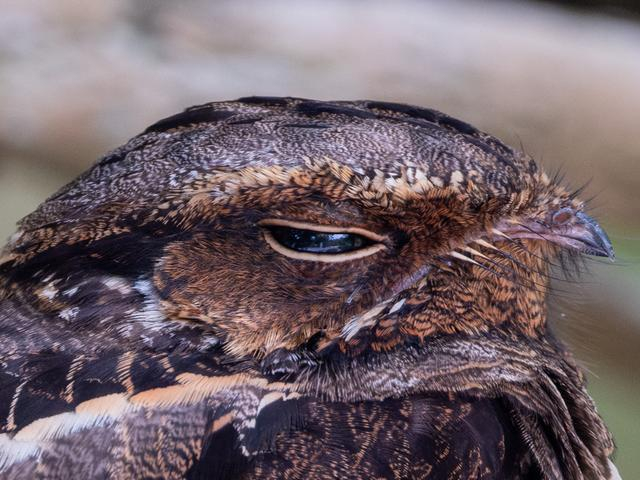 裁切夜鹰头部，细节非常清晰