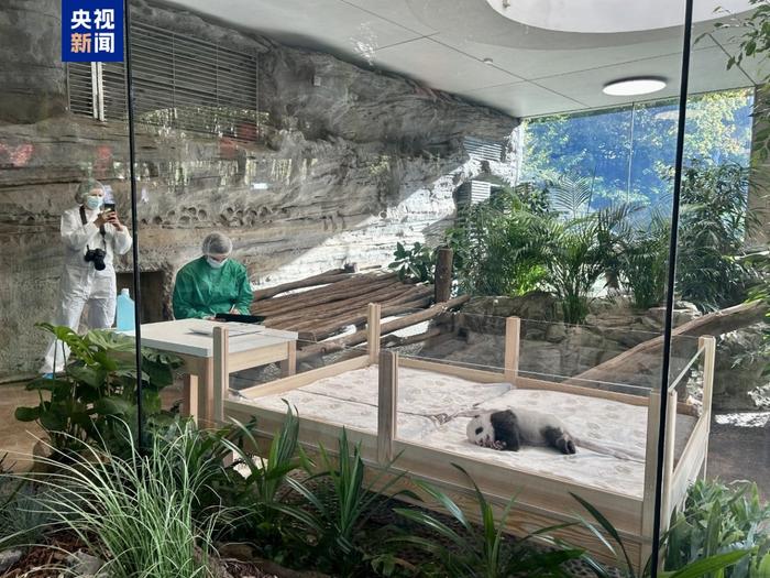 萌化了~旅德大熊猫双胞胎宝宝将轮流与公众见面