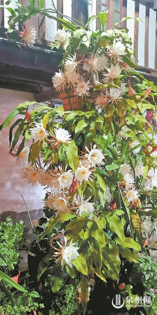 10月12日,德化县浔中镇曾女士家的一株昙花一次开了85朵花.走进
