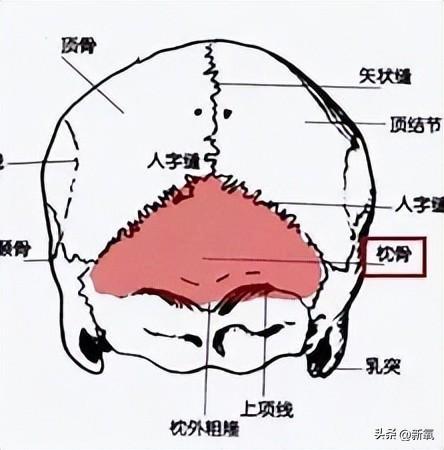 而枕骨位于后脑,蝶骨则位于面部中后区.