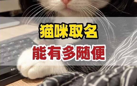 最常见的猫咪名字与最离谱的命名