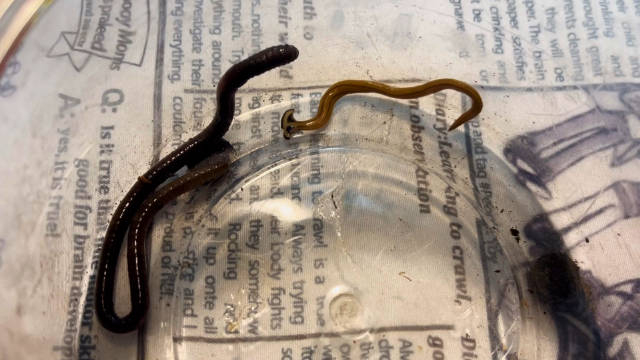 笄蛭涡虫bipalium kewense