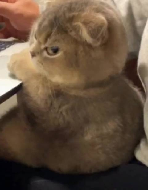 气鼓鼓小猫,奶凶奶凶的!