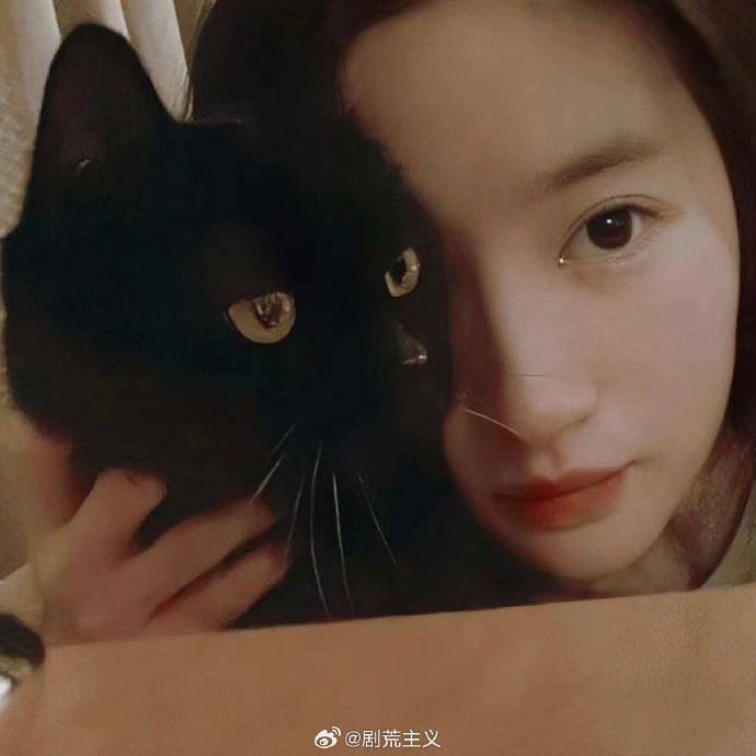 猫界刘亦菲图片