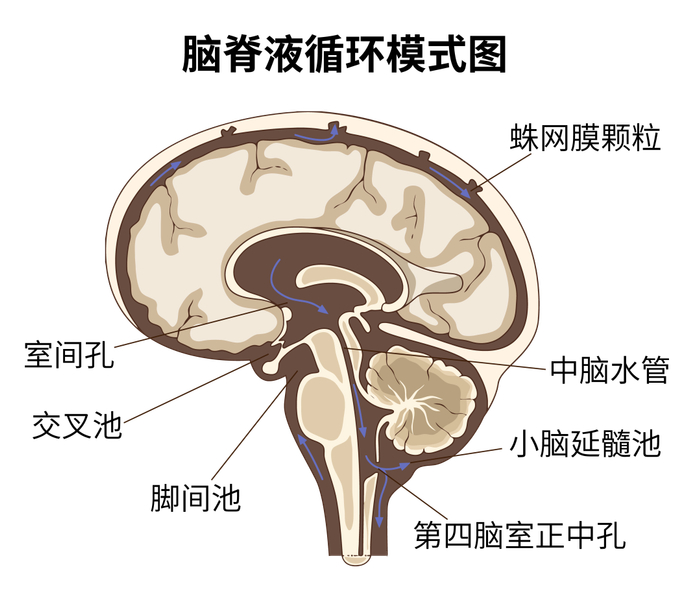 脑脊液一旦进入小脑延髓池,既可向下流入椎管的蛛网膜下腔,也可向上经