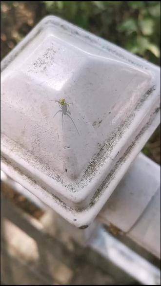 难得见到的骷髅头蜘蛛,体型竟与蚊子相仿