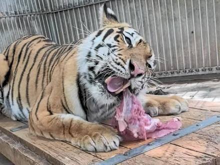 母老虎开餐啦