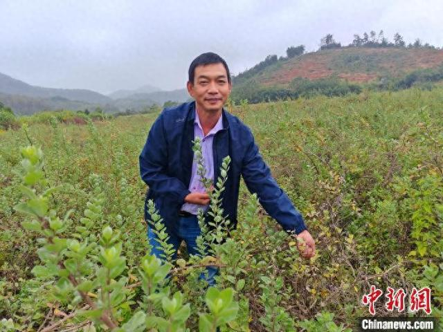 图为江西九江市都昌县药材种植大户刘平在基地采摘蔓荆子。都昌县委宣传部供图