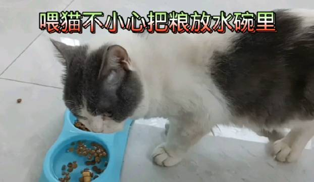 喂收留的流浪蓝白猫,不小心把食物倒进水碗里会不会被猫嫌弃