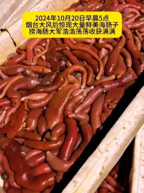 海老鼠和海肠的区别图片