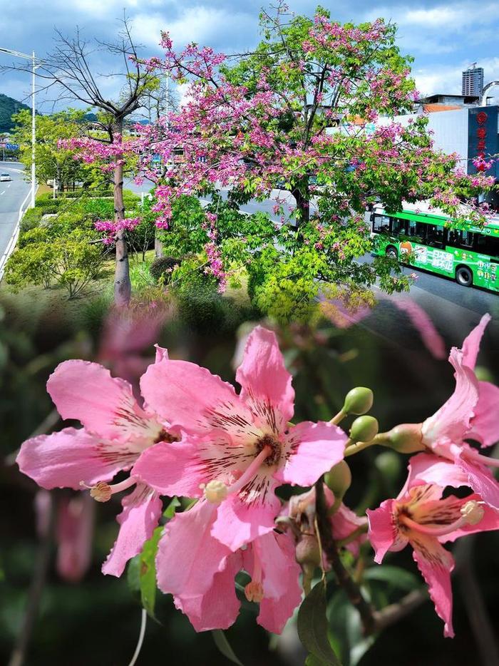 广州增城"美人树"花开正当时,秋日粉色浪漫来了