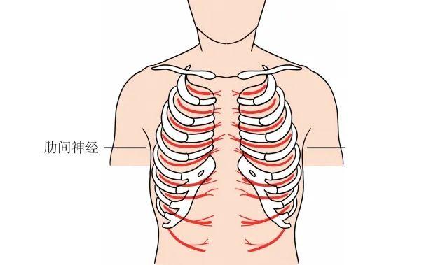 急性胸肋痛图片