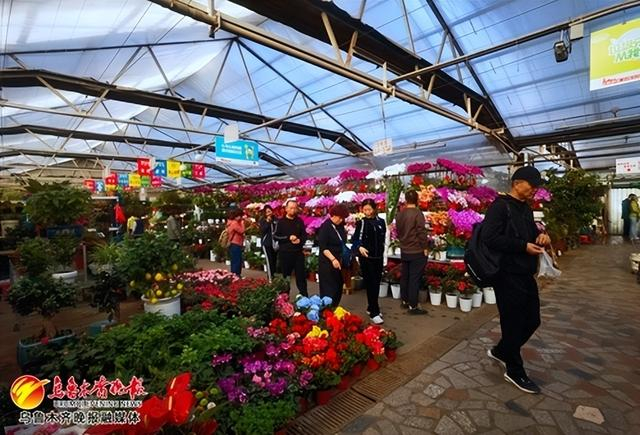 　　10月21日，市民在明珠花卉市场高近6米的智能阳光温室赏花购花。记者李宁艳摄