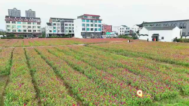 近日,在台州市温岭市新河镇六闸潮村,30多亩百日菊绚烂绽放