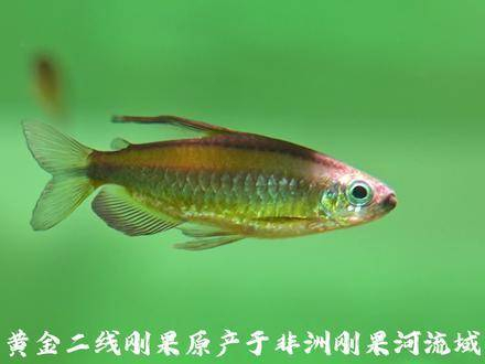 黄金二线刚果 这条鱼应该是最受欢迎的刚果品种了吧?铁粉们