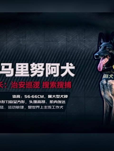 警犬马犬名字大全霸气图片