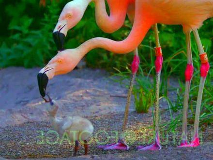 火烈鸟用红色乳汁哺育幼鸟,无论是动物还是人类,父母都在用心血养育