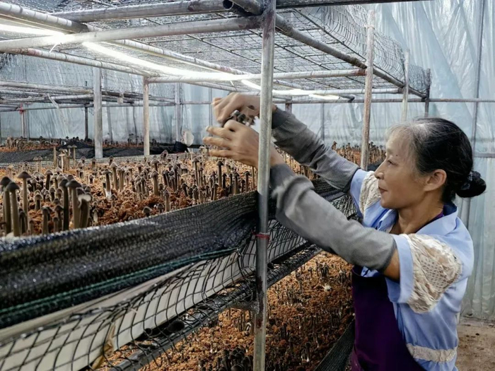 ▲工人在采收黑皮鸡枞菌。南国早报全媒体记者 蒋保平摄