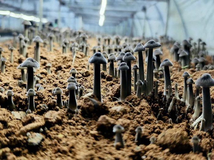 ▲黑皮鸡枞菌长势良好。南国早报全媒体记者 蒋保平摄