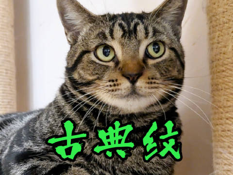 原来这就是人们常说的"古典纹狸花猫"