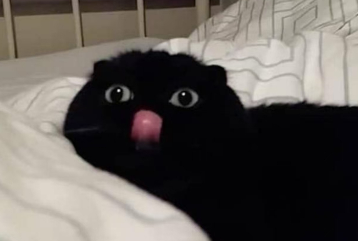 超级可爱的吐舌小黑猫,简直要把我的心给萌化了!