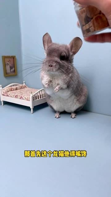 龙猫开瓶盖的第一步:用嘴来馋