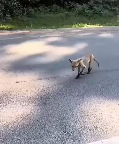 狐狸分面包图片