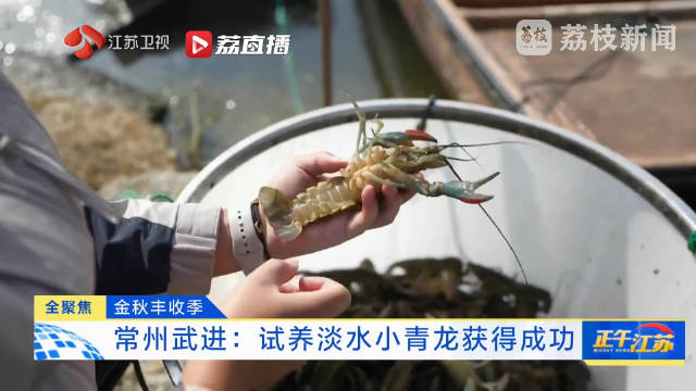 常州武进试养澳洲淡水小青龙获成功