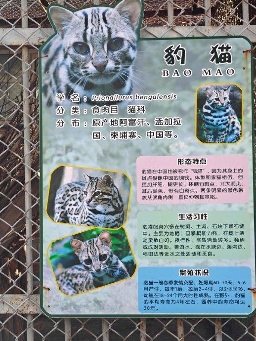 猫牌留言大全图片