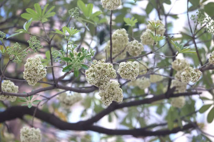 ▲糖胶树花的气味无毒，不含容易过敏的物质，不会造成人体的过敏