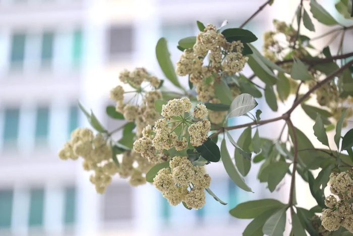 ▲糖胶树白黄色的小花