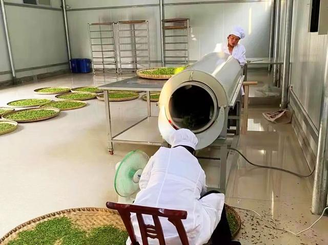工人加工茶叶