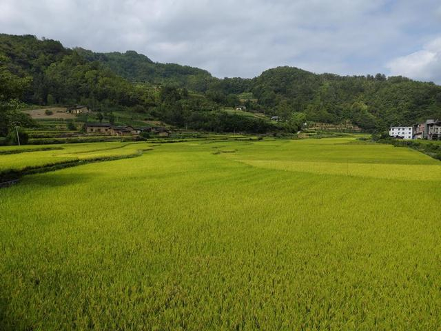 “石门贡米”丰收