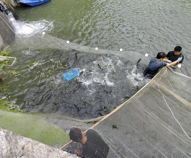 龙套湾农旅产业园捕捞丰收鱼