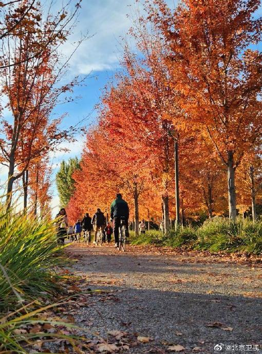 秋日的城市绿心森林公园南区,有条长约400米的红枫大道,五角枫树夹道
