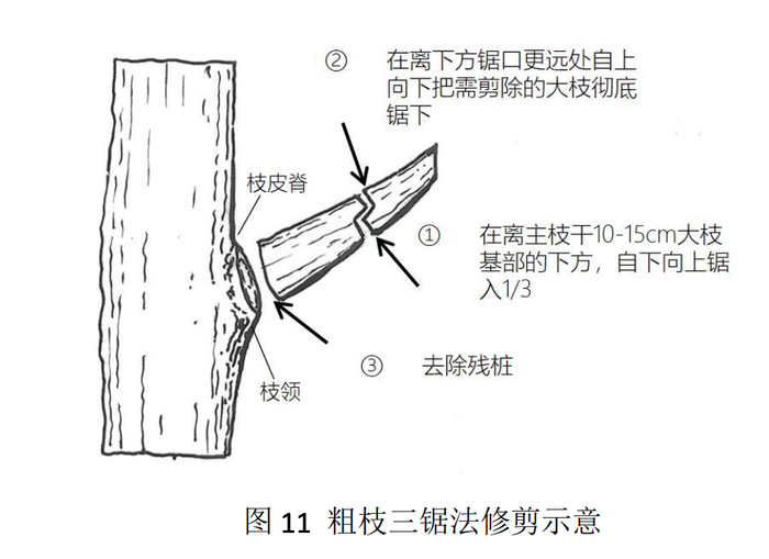 《广东省城市绿化乔木修剪技术指引》《广东省城市立体绿化技术指南》
