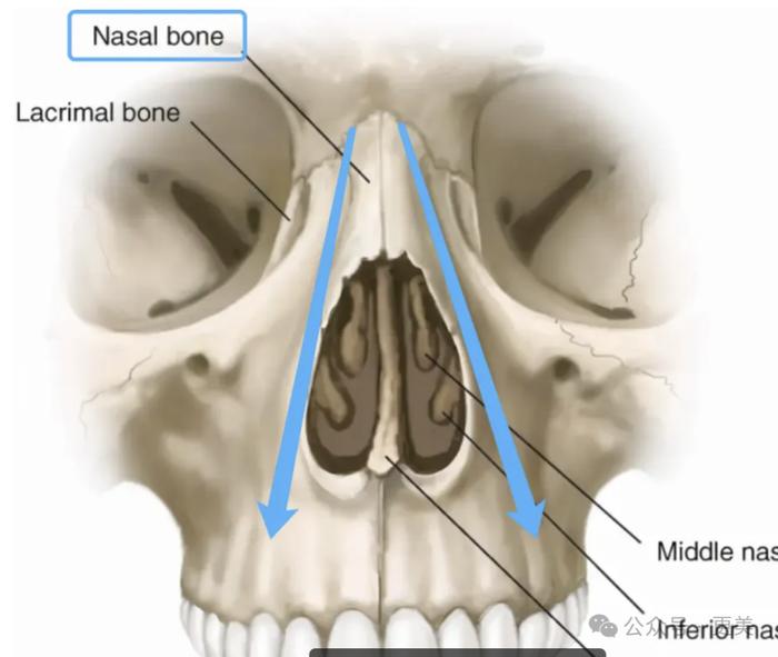鼻子骨头结构图片