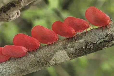 图源:project noah若虫它们是玫卵翅蛾蜡蝉.