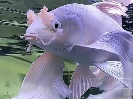 全国最古老的一条蝴蝶龙鲤,连胡须都绽放了花朵,能有幸看到这段视频的