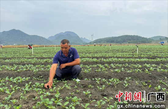 村民们正在基地劳作。陈惠 摄