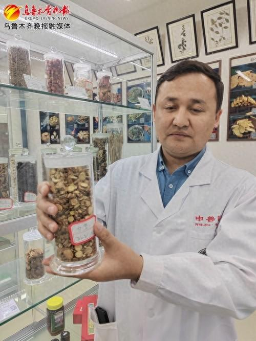 　　新疆农业大学动物医学学院临床兽医系中兽医课题组教师阿得力江·吾斯曼正在展示陈列的标本。记者江斌伟摄
