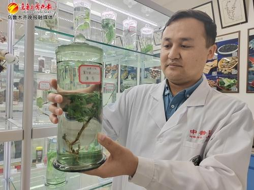 　　新疆农业大学动物医学学院临床兽医系中兽医课题组教师阿得力江·吾斯曼正在展示陈列的标本。记者江斌伟摄