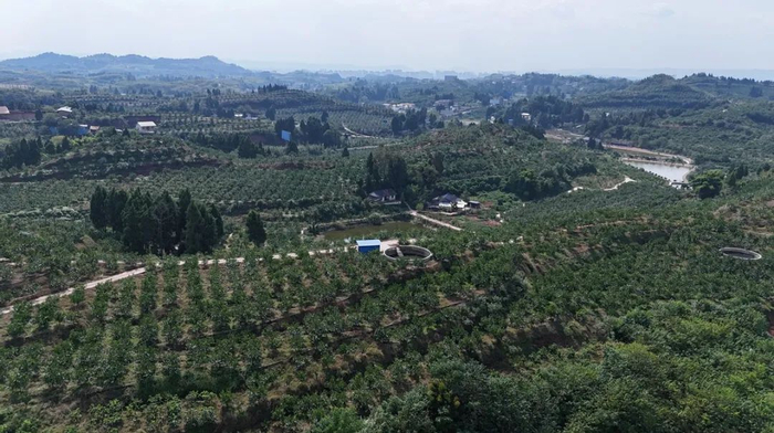 新店镇梓坝村柑橘产业园一角。邹刚 摄