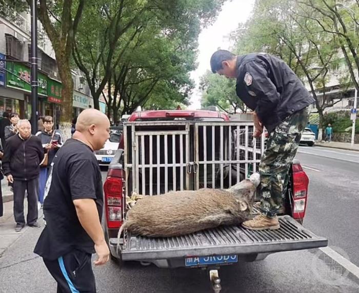 杭州建德市野猪猎捕队将野猪转移，进行无害化处理。受访者供图