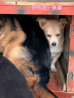 两只狗跑到别狗家吵架,原住汪被挤到哭:真的会谢