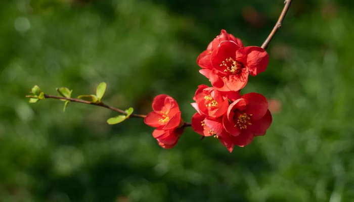 贴梗海棠丨图库版权图片，转载使用可能引发版权纠纷