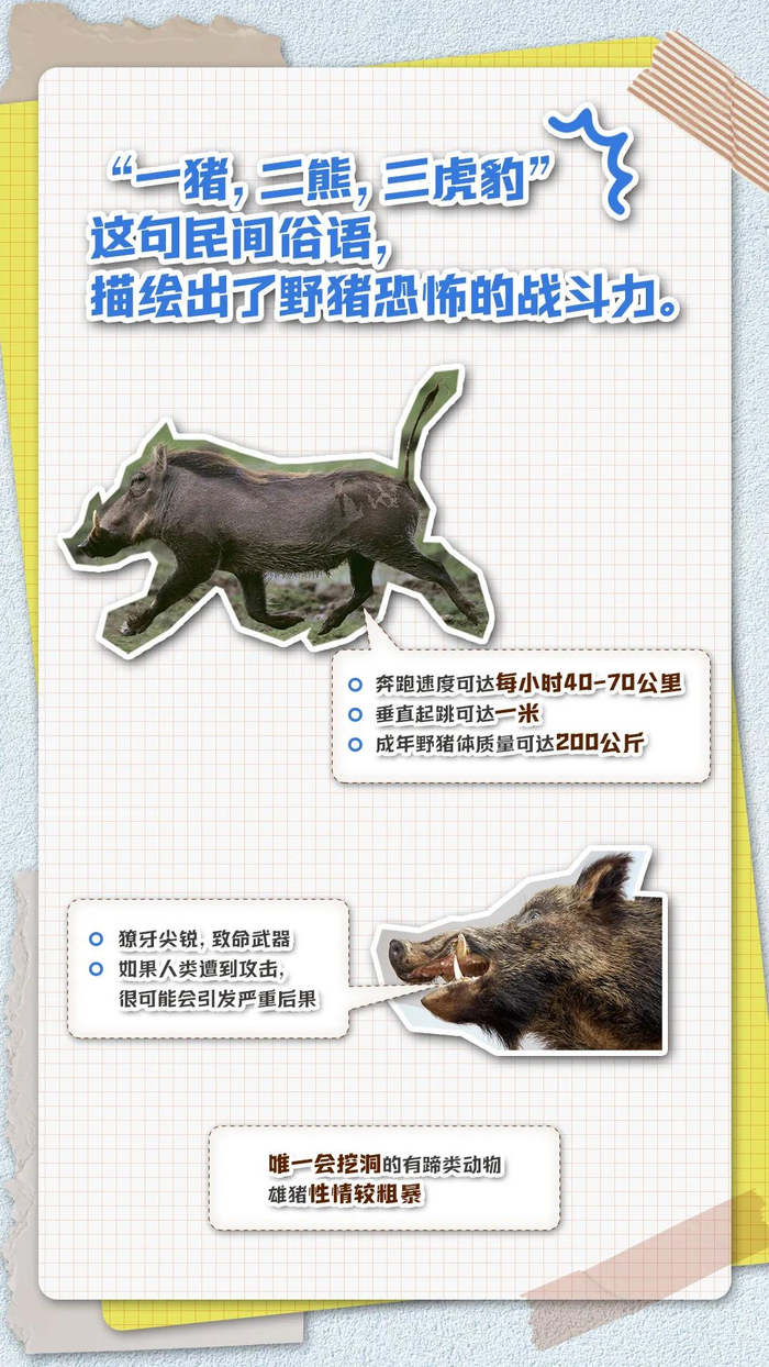 (2)獠牙尖锐野猪最致命的武器,就是那尖锐的獠牙