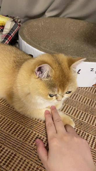 金渐层 这小猫谁养谁不清醒啊 金渐层