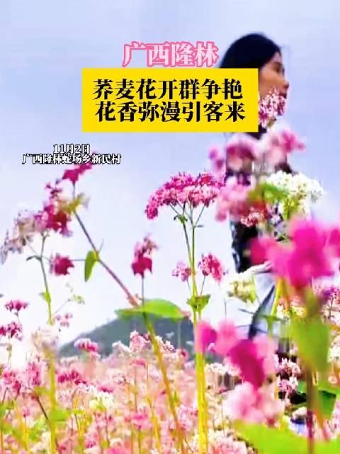 花开花香电视剧图片