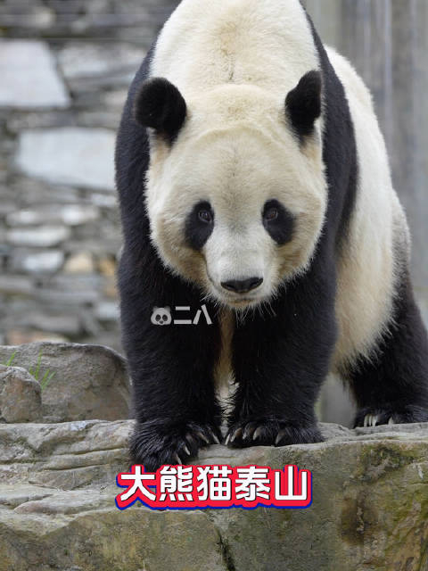 泰山锅锅好久不见呀,大熊猫泰山 大熊猫宝力大熊猫青宝